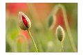 Mohn M 04